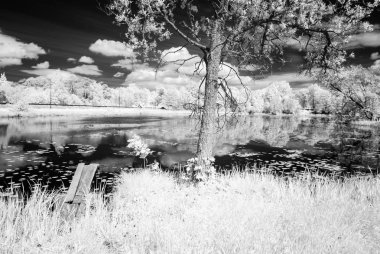 sıcak yaz günü orman göl. kızılötesi görüntü