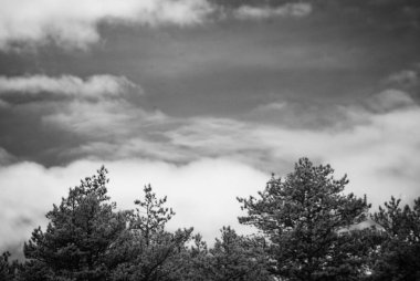 Yaz orman. kızılötesi görüntü