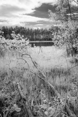 sıcak yaz günü orman göl. kızılötesi görüntü