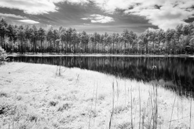 sıcak yaz günü orman göl. kızılötesi görüntü