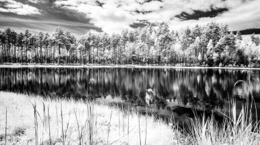 sıcak yaz günü orman göl. kızılötesi görüntü