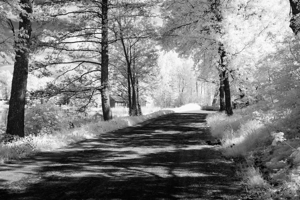 Země štěrková cesta v lese. infračervený obrázek — Stock fotografie