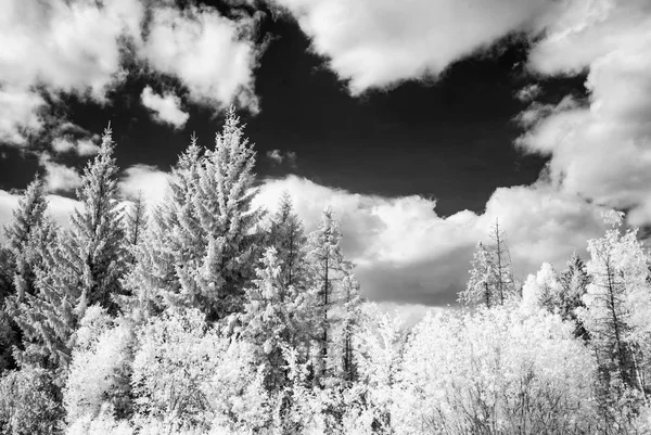 여름 숲입니다. 적외선 이미지 — 스톡 사진