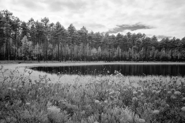 Forest lake in hot summer day. infrared image — Stock Photo, Image