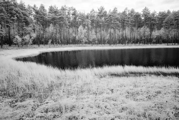 Lago del bosque en el caluroso día de verano. imagen infrarroja —  Fotos de Stock