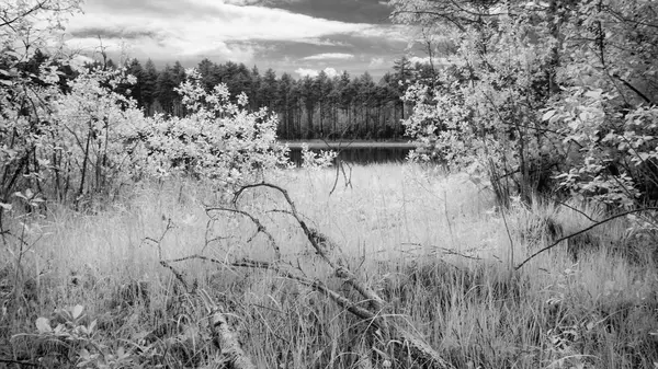 Skogssjö i varm sommardag. infraröd bild — Stockfoto