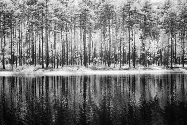 Skogssjö i varm sommardag. infraröd bild — Stockfoto