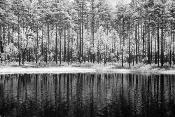 Lago da floresta no dia quente do verão. imagem infravermelha — Fotografia de Stock