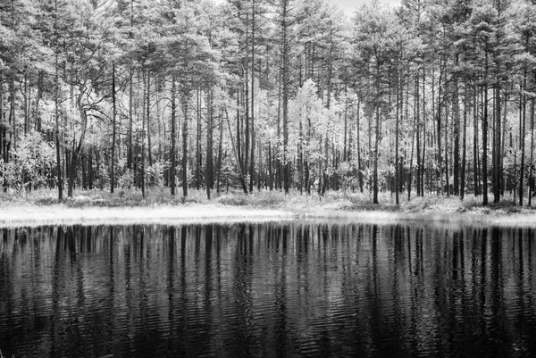 Lago del bosque en el caluroso día de verano. imagen infrarroja —  Fotos de Stock