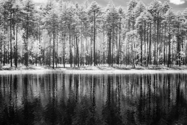 Sıcak yaz günü orman göl. kızılötesi görüntü — Stok fotoğraf