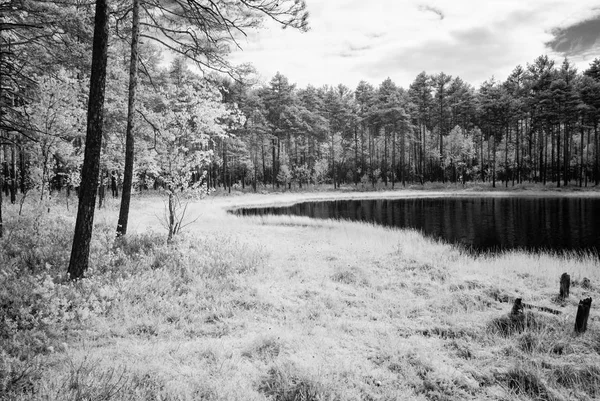 뜨거운 여름 날에 숲 호수입니다. 적외선 이미지 — 스톡 사진