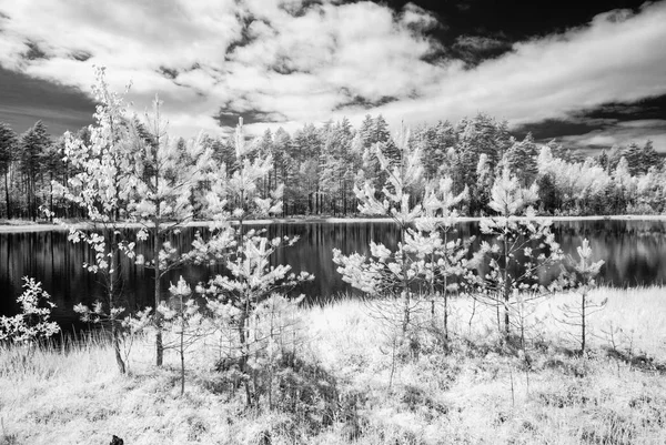 Lago da floresta no dia quente do verão. imagem infravermelha — Fotografia de Stock