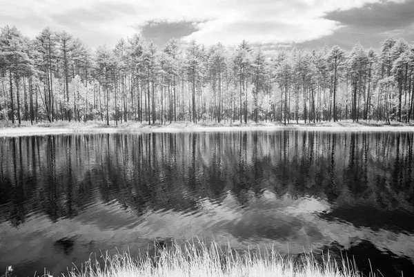 Lesní jezero v horkém letním dni. infračervený obrázek — Stock fotografie
