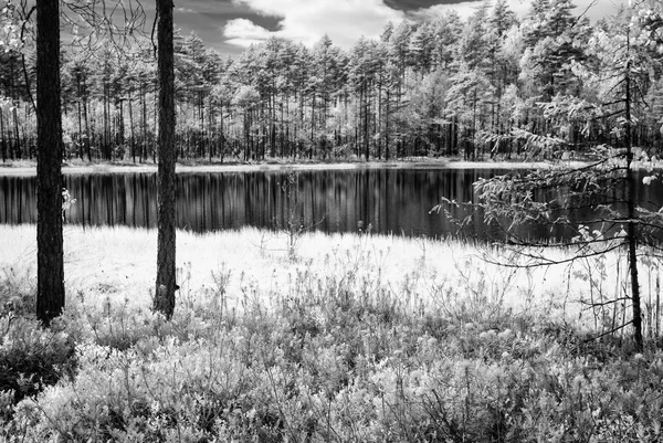 Skogssjö i varm sommardag. infraröd bild — Stockfoto