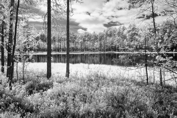 Lago del bosque en el caluroso día de verano. imagen infrarroja — Foto de Stock