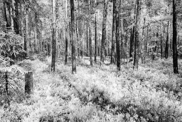 Sommaren skog. infraröd bild — Stockfoto