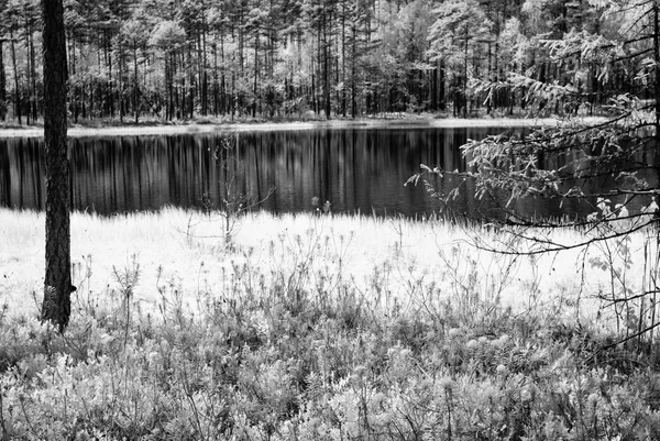Skogssjö i varm sommardag. infraröd bild — Stockfoto