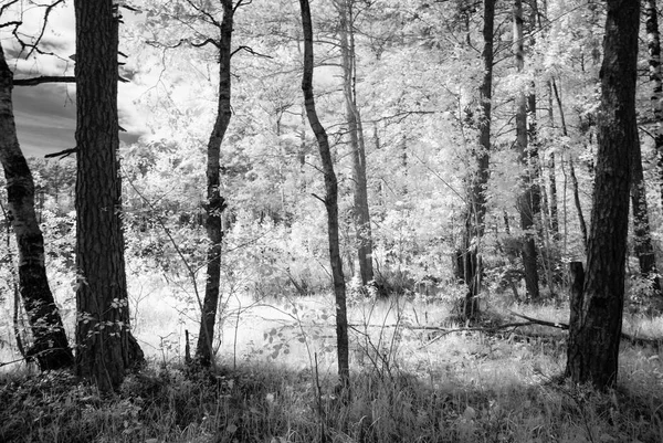夏の森。赤外線画像 — ストック写真