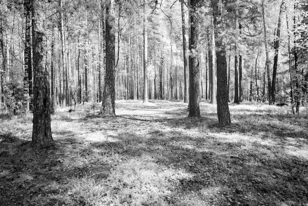 Letní les. infračervený obrázek — Stock fotografie