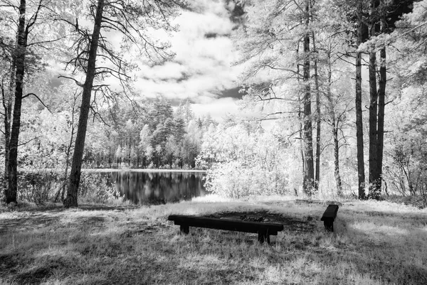夏の森。赤外線画像 — ストック写真