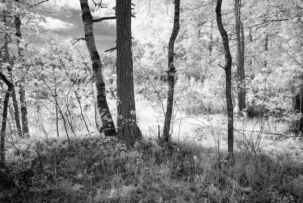 Letní les. infračervený obrázek — Stock fotografie