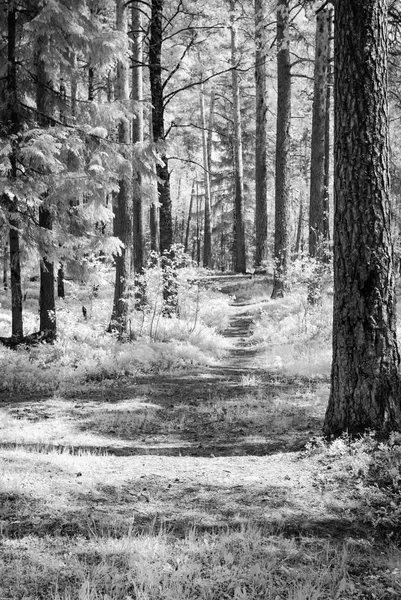 Yaz orman. kızılötesi görüntü