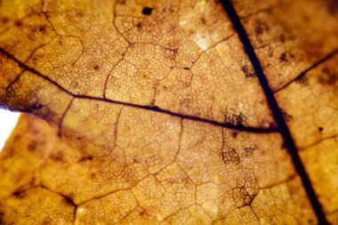 grunge vintage doku arka plan sanat