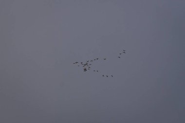 Mavi gökyüzünde uçan kuşlar