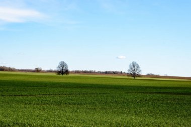 Yaz yatay, sarı çiçek alan ve bulutlar