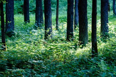 Yaz aylarında ağaç gövdeleri ile yeşil orman
