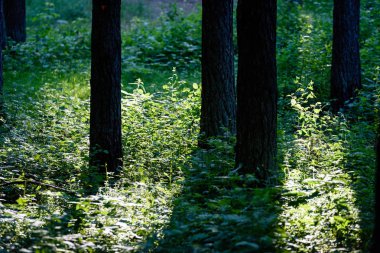 Yaz aylarında ağaç gövdeleri ile yeşil orman