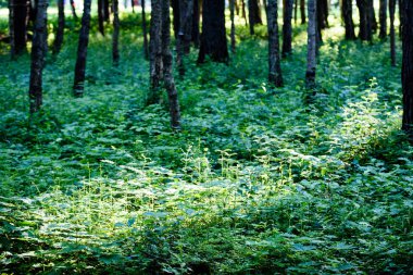 Yaz aylarında ağaç gövdeleri ile yeşil orman