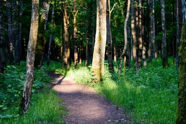 Yaz aylarında ağaç gövdeleri ile yeşil orman