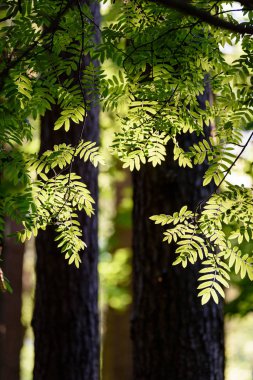 Rowan Ağacı sert güneş ışığı altında bırakır