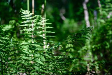 Ormanda güneş ışığı altında eğreltiotu yaprakları yeşil görüntüleyin. 