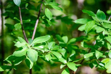  ağaç yaprakları sert güneş ışığı altında