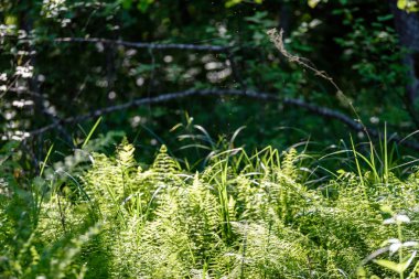 Ormanda güneş ışığı altında eğreltiotu yaprakları yeşil görüntüleyin. 