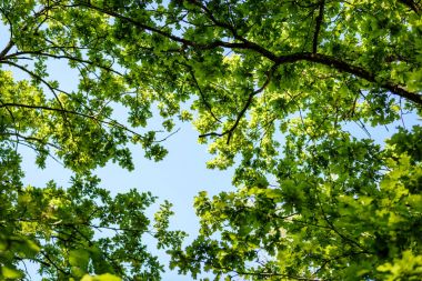 meşe ağaç erken yaz aylarında yaprak