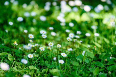 çayırda küçük beyaz çiçekler