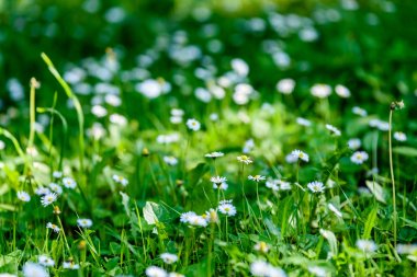 çayırda küçük beyaz çiçekler