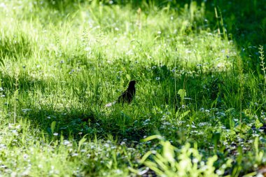 Yaz yatay, sarı çiçek alan ve bulutlar