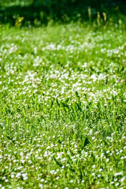 çayırda küçük beyaz çiçekler