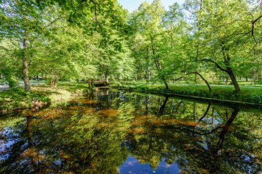 Yaz aylarında ağaç gövdeleri ile yeşil orman
