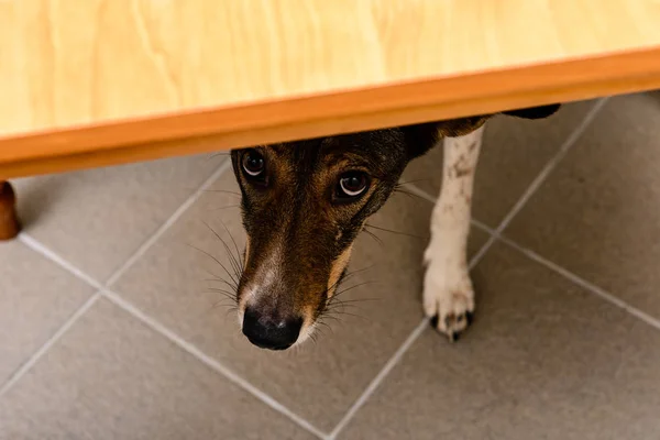 insan eli tutan bir köpek kira kontratı
