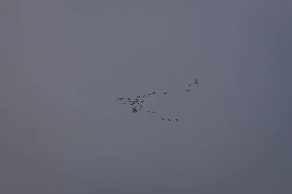 Aves volando en el cielo azul — Foto de Stock