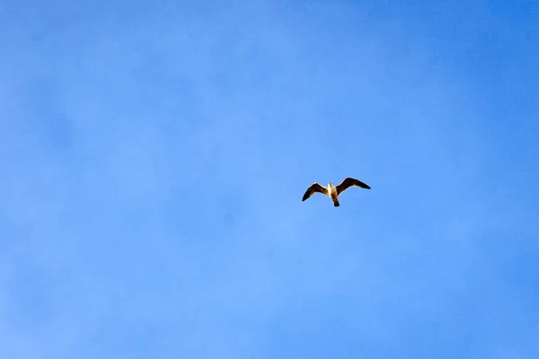 Uccelli che volano nel cielo blu — Foto Stock