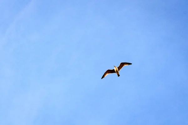 Oiseaux volant dans le ciel bleu — Photo