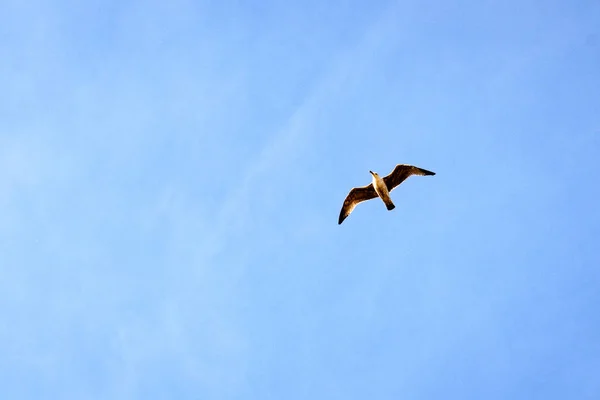 Burung terbang di langit biru — Stok Foto