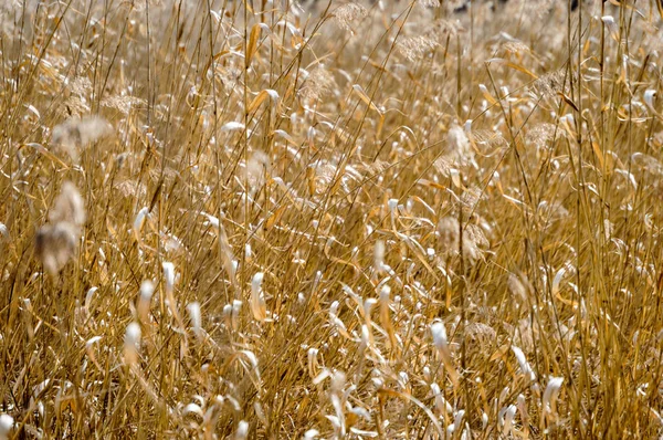 grunge vintage doku arka plan sanat