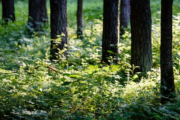 Grøn skov med træstammer om sommeren - Stock-foto